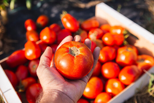 Hand of man holding tomato from crate in orchard