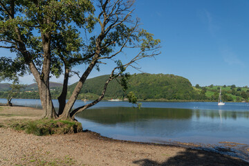 Trees on the shoreline of Ullswater near Pooley Bridge, Cumbria