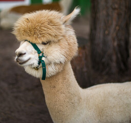 Obraz premium close up of a alpaca