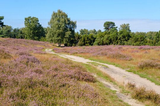 Germany, North Rhine Westphalia, Haltern am See, Dirt road in Westruper Heideheathland