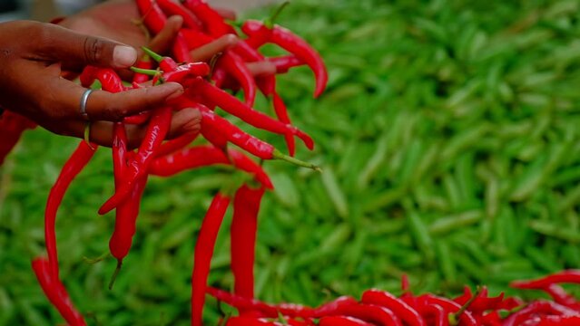 Indian street vendor sells fresh harvest of red chili peppers and green chili peppers. Jodhpur, India. Slow motion