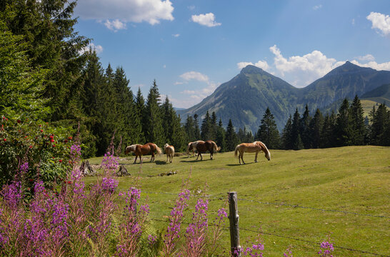 Austria, Salzburger Land, Hintersee, Haflinger horses grazing in alpine paddock