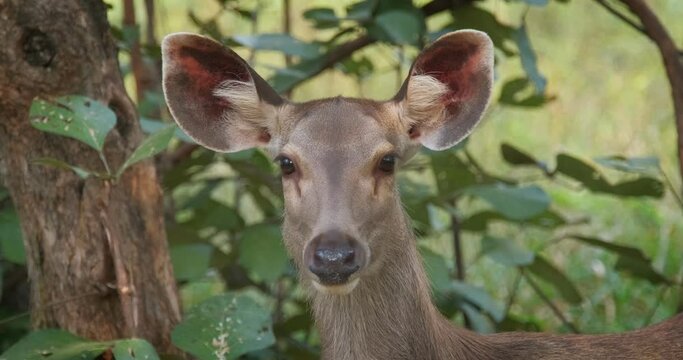 Beautiful female sambar (Rusa unicolor) deer standing in the forest. Face close up. Sambar is large deer native to the Indian subcontinent. Ranthambore National Park, Rajasthan, India, Asia