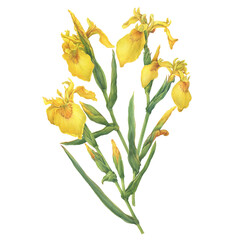 Bouquet with flowers of the European yellow Iris pseudacorus with bud (the yellow flag, yellow iris, or water flag). Watercolor hand drawn painting illustration, isolated on white background - 649191759