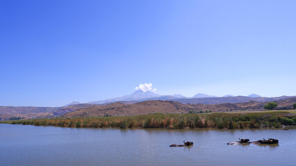 cattle swimming in the lake, mountains, hills, sky, buffalo