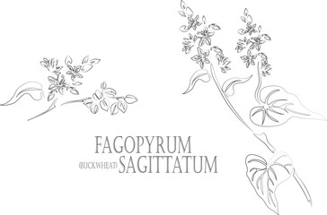 Buckwheat with leafs and flowers vector contour. Fagopyrum sagittatum medicinal plant outline. Set of Buckwheat flowering in Line for pharmaceuticals and coocking. Contour drawing of medicinal herbs