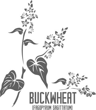 Buckwheat plant vector silhouette. Medicinal Fagopyrum sagittatum plant outline. Set of  Buckwheat cereals leafs and flowers in Line for pharmaceuticals. Contour drawing of medicinal herbs