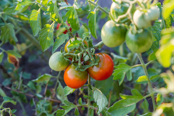 Red and green tomatoes on the stems on a field