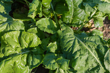 Leaves of the sugar beet covered with dew, top view