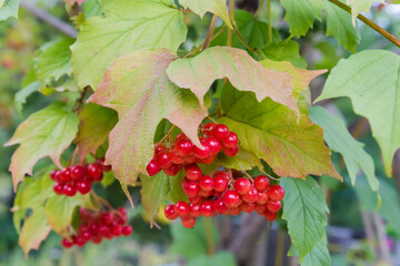 Bunches of ripe viburnum berries close-up in selective focus