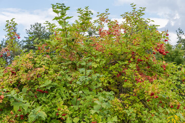 Fototapeta na wymiar Bush of viburnum with ripe berries on a blurred background