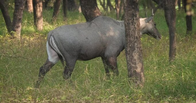 Blue bull or nilgai is an asian antelope walking in the forest. Nilgai is endemic to Indian subcontinent. Ranthambore National park, Rajasthan, India, Asia