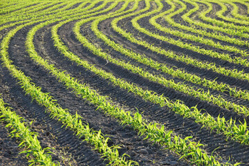 
corn crop in field rows