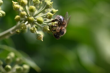 a bee collects nectar 