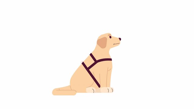 Guide dog labrador head up 2D character animation. Sitting puppy cute flat cartoon 4K video, transparent alpha channel. Pet golden retriever. Dog assisted therapy animated animal on white background