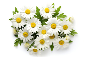 Chamomile flowers with green leaves isolated on white background, top view with space for text or inscriptions.generative ai