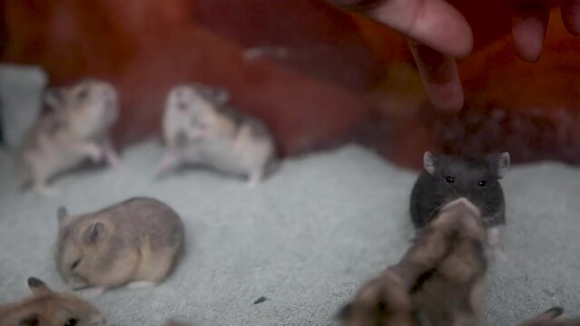 Hamsters are cute animals that make fun in aquarium cages taken very close