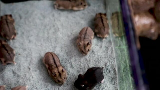 Hamsters from above in the aquarium cage, agile and funny animals