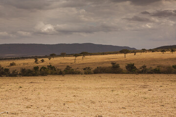 Obraz premium Golden meadows in the savanna fields in Kenya, Africa. African Savannah Landscape in Masai Mara National Reserve.