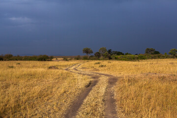 Fototapeta na wymiar Golden meadows in the savanna fields in Kenya, Africa. African Savannah Landscape in Masai Mara National Reserve.