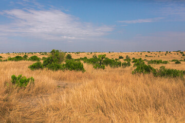 Golden meadows in the savanna fields in Kenya, Africa. African Savannah Landscape in Masai Mara...