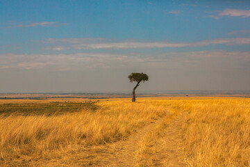Golden meadows in the savanna fields in Kenya, Africa. African Savannah Landscape in Masai Mara...