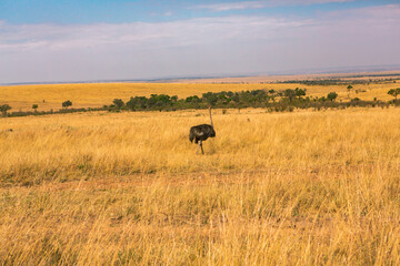 Golden meadows in the savanna fields in Kenya, Africa. African Savannah Landscape in Masai Mara National Reserve.