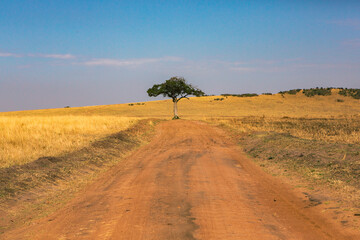 Golden meadows in the savanna fields in Kenya, Africa. African Savannah Landscape in Masai Mara...