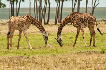 giraffe eating grass
