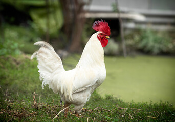 Portrait of a white rooster standing on a green lawn next to a pond.