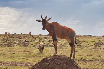 topi antelope in the wild