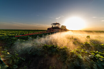 Obraz premium Tractor spraying vegetable field in sunset.