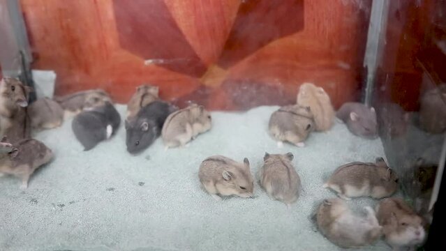 Hamsters in sand-bottomed aquarium cages, the hamsters are cute