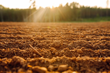 Rural landscape. Close-up of black soil prepared before sowing plants, vegetables, seed in sunset...