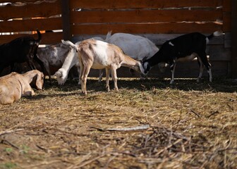 horse and foal