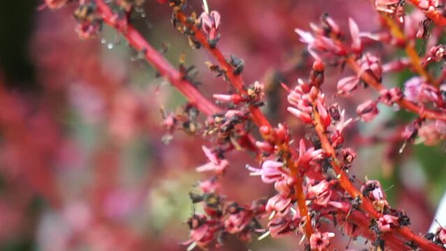Mangifera foetida (bacang, ambacang, embacang, mangga bacang, limus, pak&egrave;l, asam hambawang). This fruit is similar to mango but has a more fragrant aroma