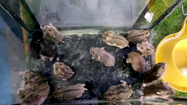 Hamsters in the cage can be seen from the top of the clear aquarium cage and there are many of them