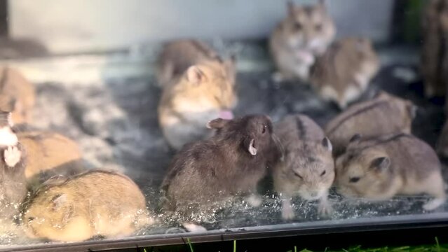 Hamsters, cute little cute and agile animals, are in clear aquarium cages