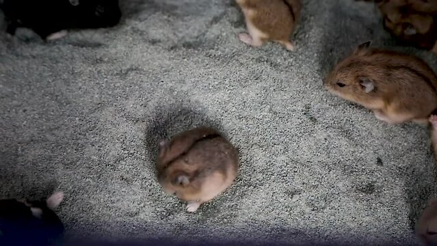 Hamsters seen from above and up close are very cute cute little animals