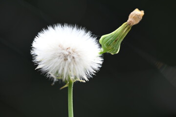 dandelion seed head