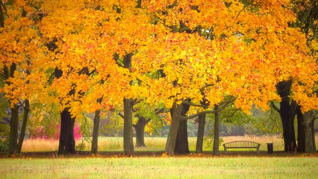 Beautiful autumn golden park landscape with trees 4K. Falling yellow leaves. Calm view static scene, daylight, bright day, outdoor, dawn, nature, bench, real time, mid shot, ultra hd. ProRes 422HQ.