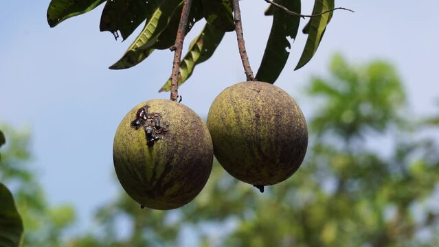 Mangifera foetida (bacang, ambacang, embacang, mangga bacang, limus, pakèl, asam hambawang). This fruit is similar to mango but has a more fragrant aroma