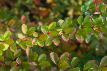 Branches with small green-red leaves. Berberis. Decorative shrub in autumn. Photo for a plant catalog for a garden center or plant nursery. Sale of green spaces. Close-up.