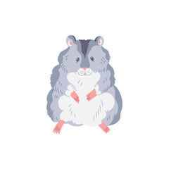 Cute gray hamster with white belly looks with curiosity, fluffy pet vector cartoon illustration, small home animal