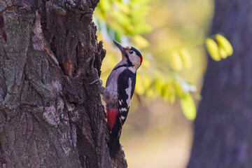 woodpecker sitting on trunk of acacia tree