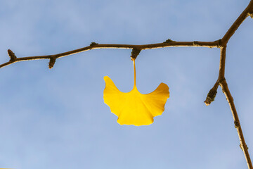 yellow ginkgo biloba leaf on branch against blue sky