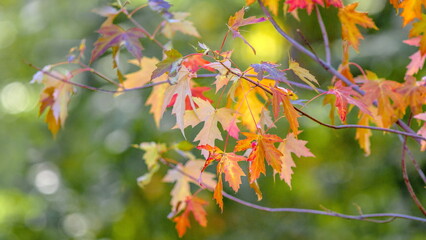 red autumn leaves