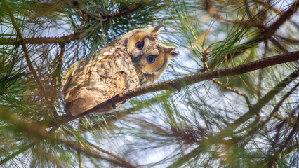 portrait of a leopard