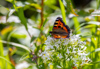 Small tortoiseshell butterfly 