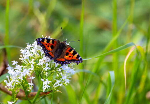 Small tortoiseshell butterfly "Aglais urticae" feeding on white Valerian flowers. Dublin, Ireland